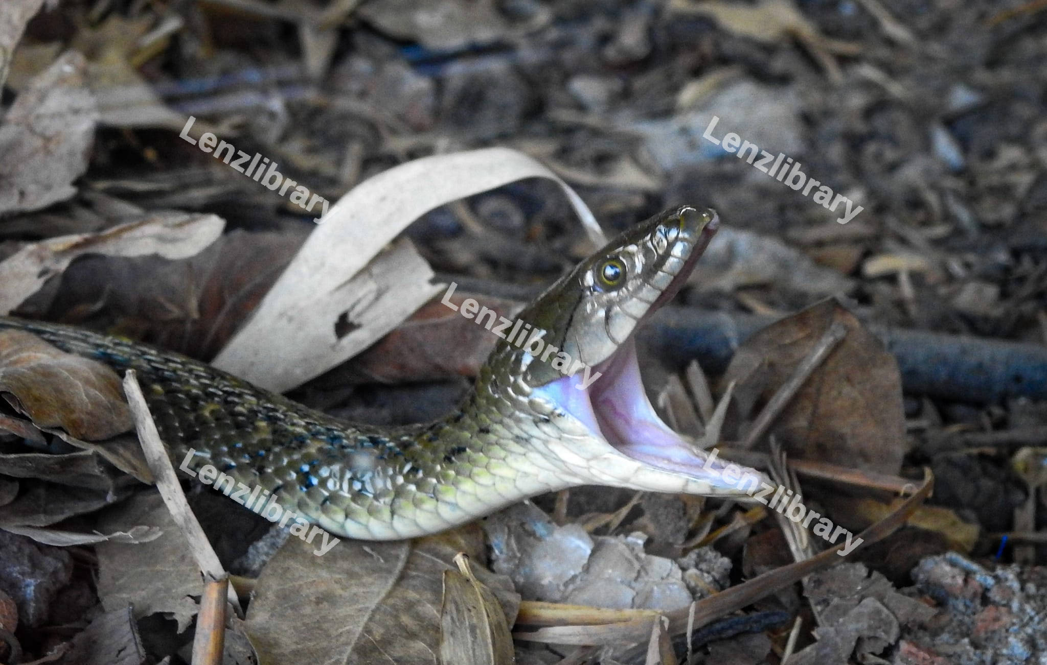 Checkered keelback snake with open mouth
